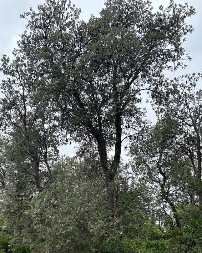 Banksia