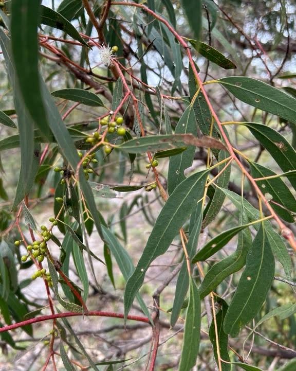 Manna Gum