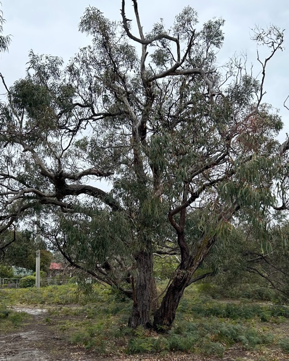 Manna Gum
