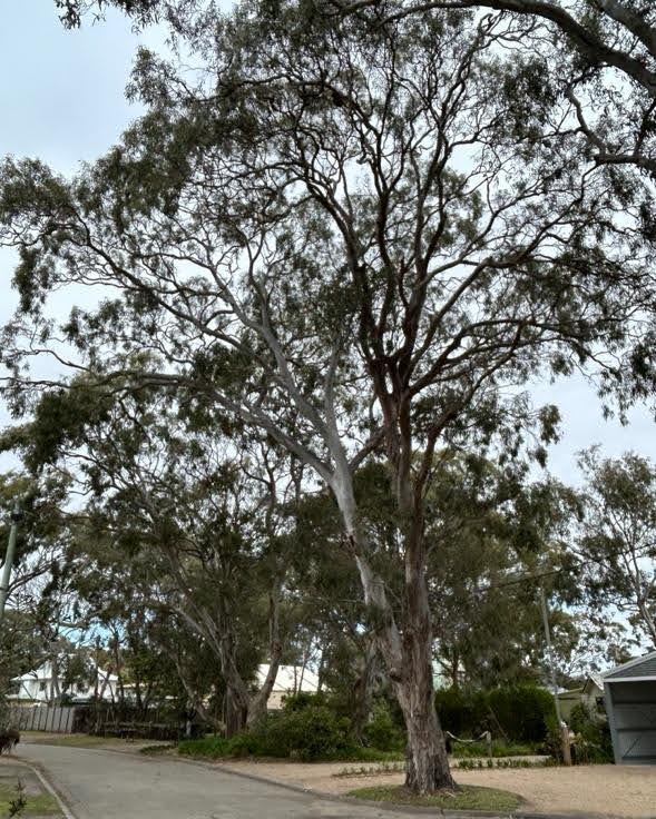 Red Gum