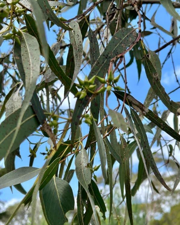 Red Gum