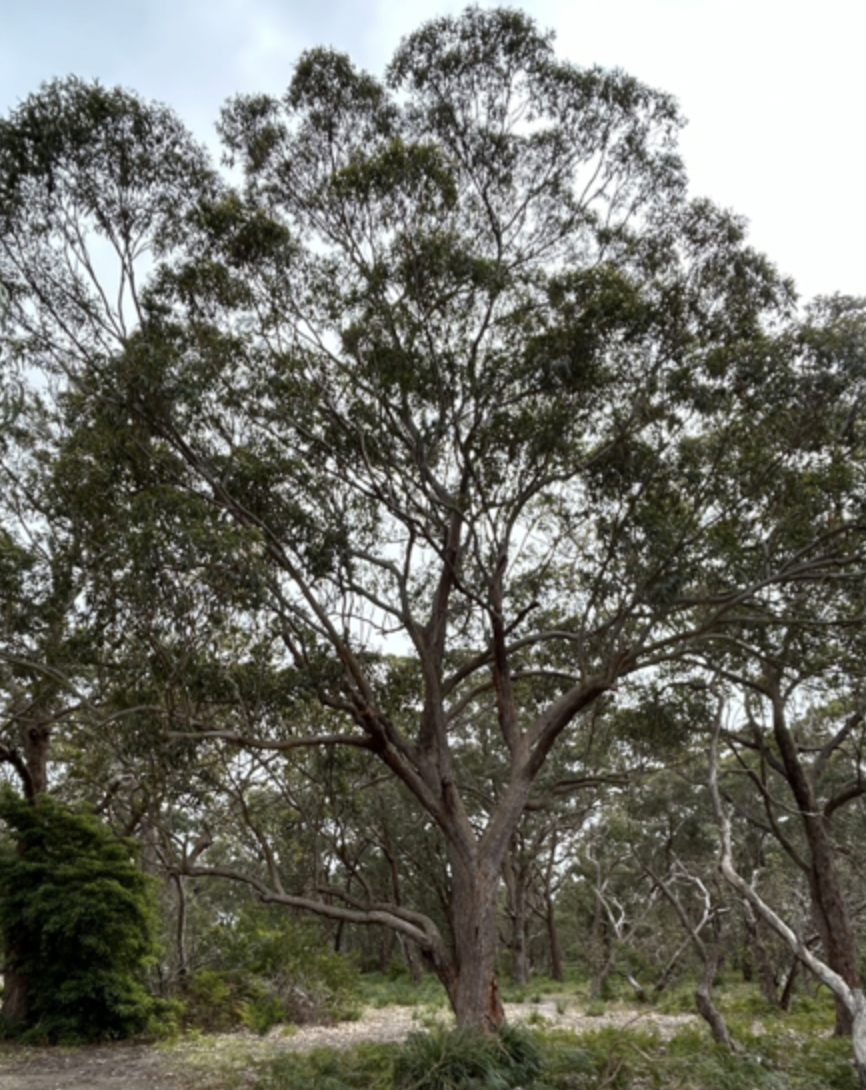southern-mahogany-1