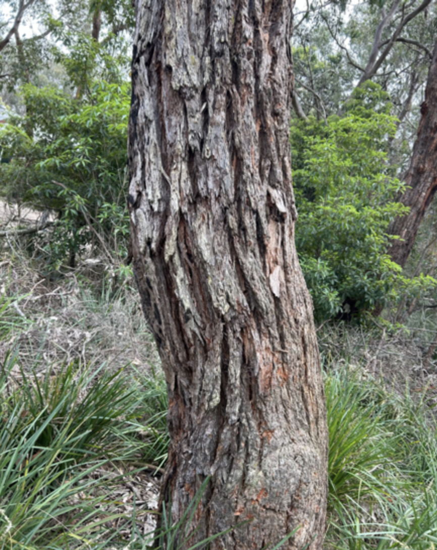 southern-mahogany-2