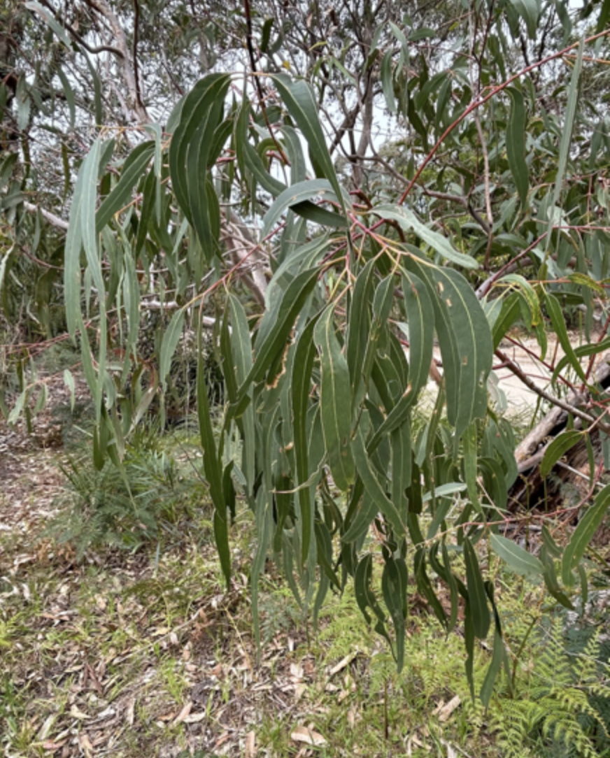 southern-mahogany-3
