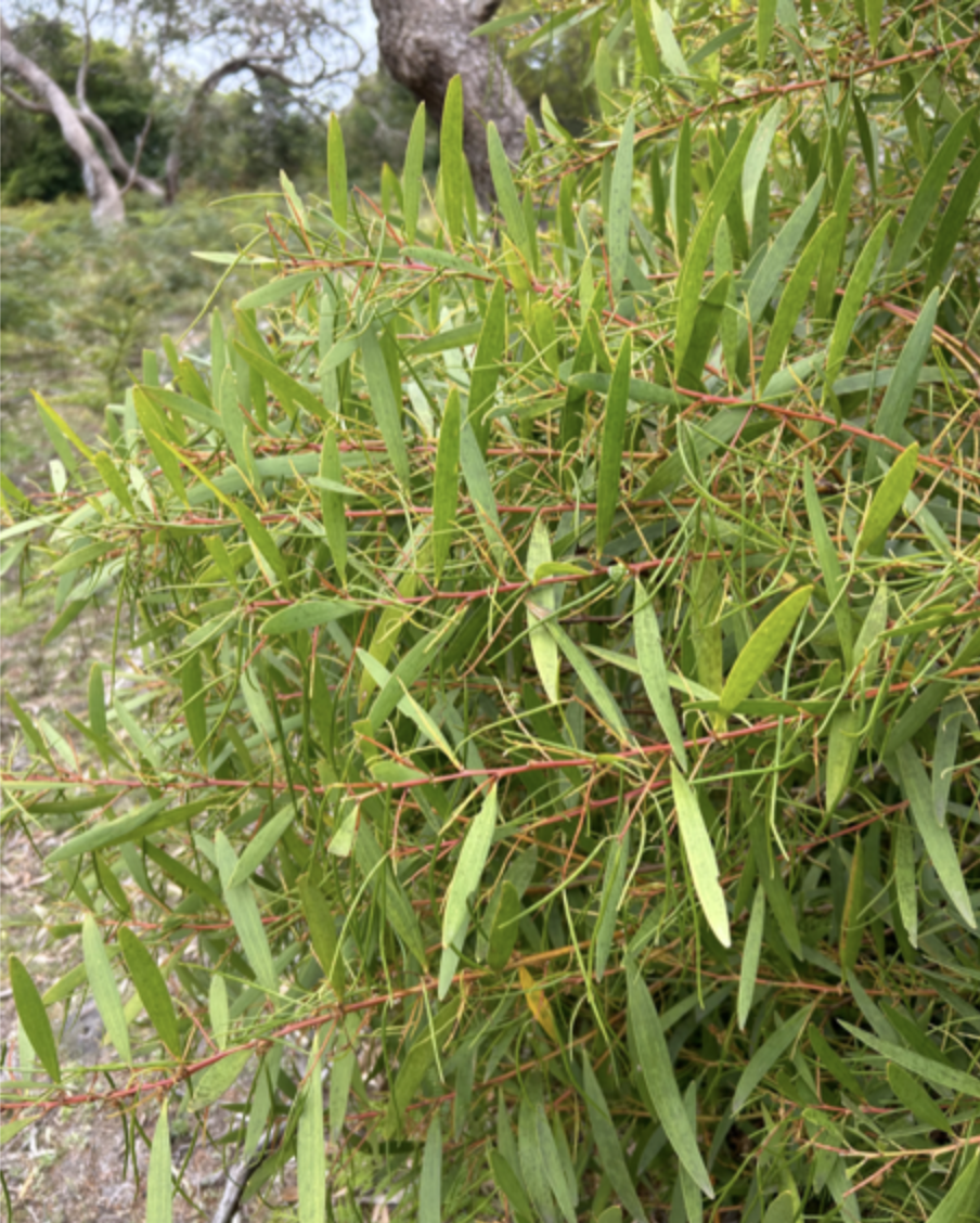 wattle-tree-3